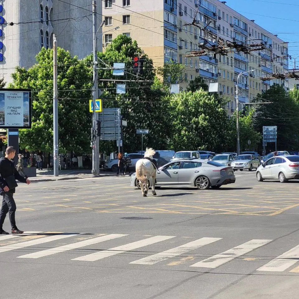 В Ростове-на-Дону конь сбежал из грузинского ресторана и гулял по улицам