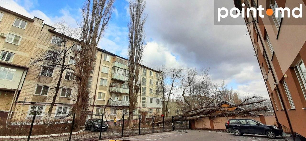 В столице сильный ветер повалил дерево на жилой дом