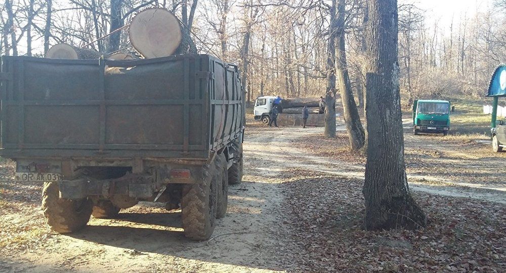 В Кишиневе пилят больные деревья, а в Страшенах - здоровые