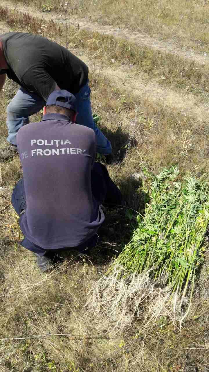 Un nou lan de cânepă, depistat printre plantațiile de floarea-soarelui