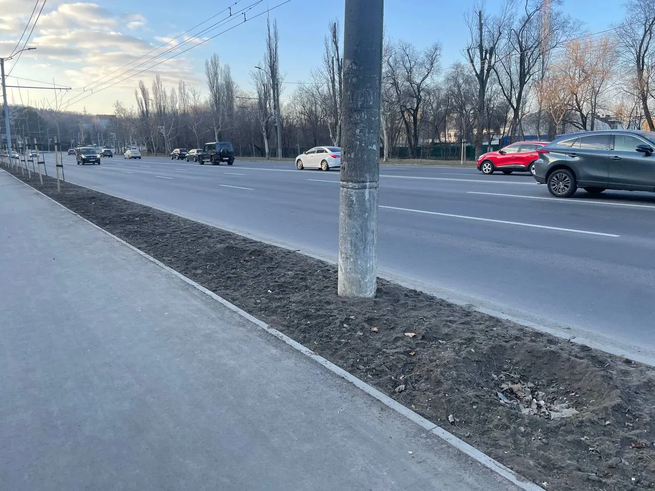 În Capitală dispar copacii proaspăt plantați