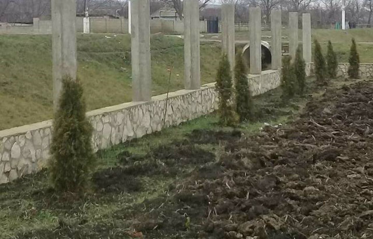 В Яловенском районе воры выкопали 30 туй