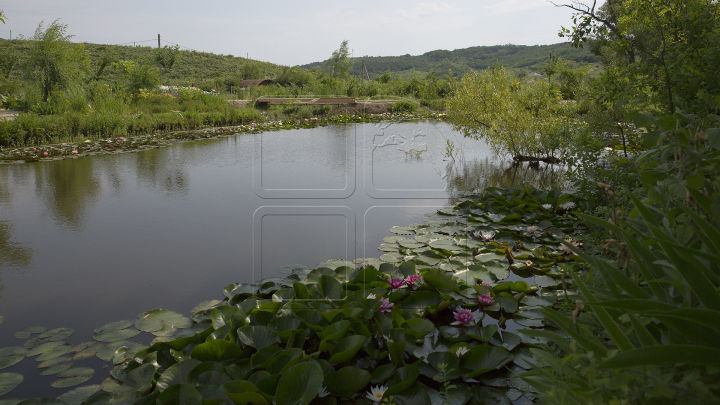 Un tânăr din Bardar s-a întors din Statele Unite și a creat o plantație de nuferi