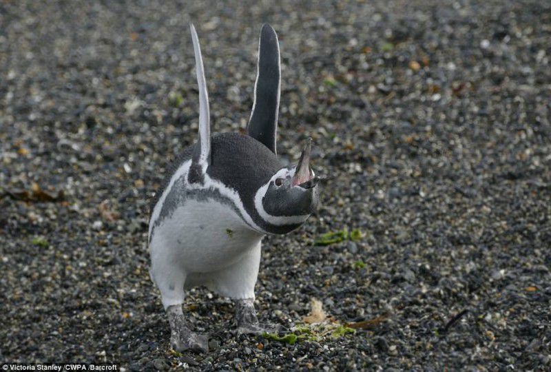 Опубликованы самые смешные фотографии животных на конкурсе Comedy Wildlife Photography Awards 2017