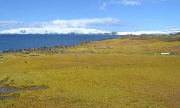Antarctica înverzește din cauza încălzirii globale