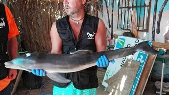 Un pui de delfin a murit pentru ca zeci de oameni să se pozeze cu el