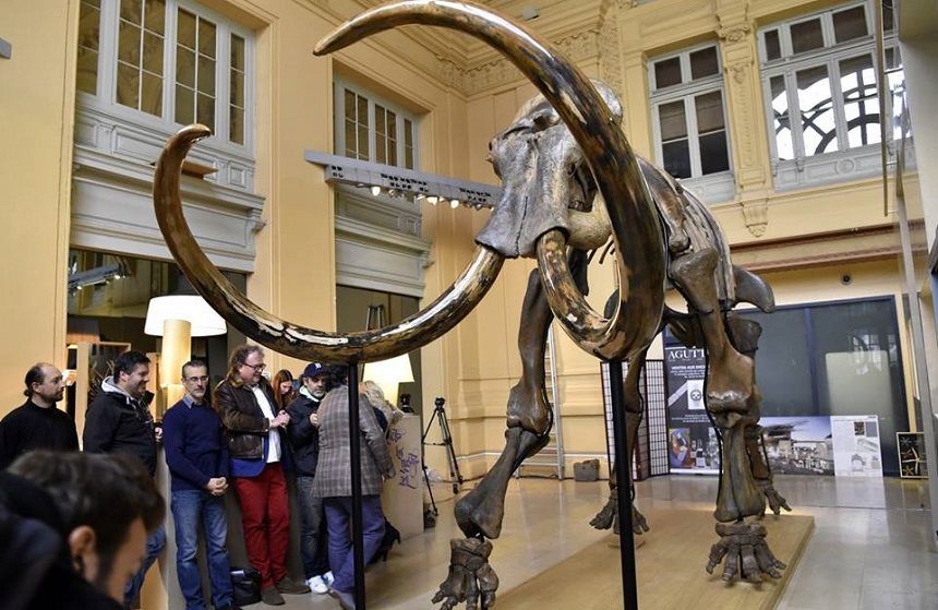 Scheletul unui mamut, vândut cu aproape 550.000 de euro
