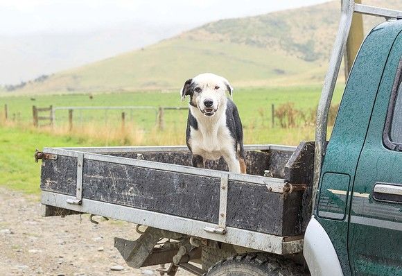 Bizar: Un milionar, călcat cu tractorul condus de un câine