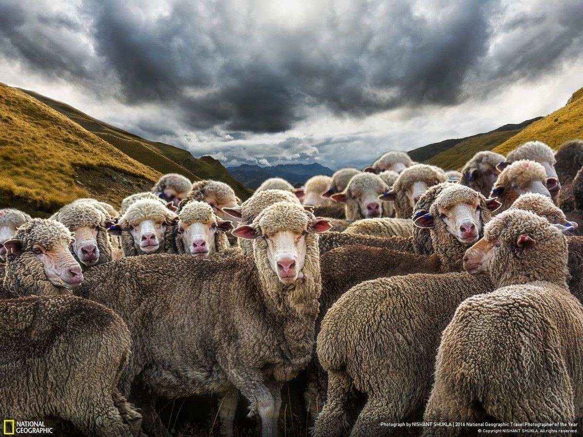 National Geographic показал лучшие фото природы