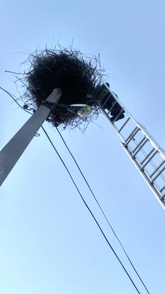 Молдавские спасатели вернули в гнездо выпавшего птенца аиста