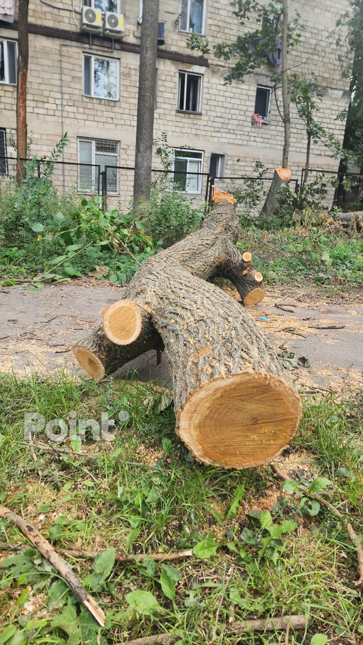 Жители Рышкановки заявили о вырубке 171 дерева из-за реконструкции школьного стадиона