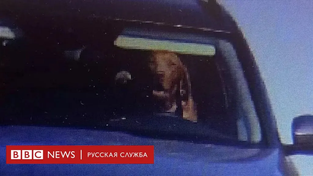 В Словакии оштрафовали владельца машины, посадившего в водительское кресло своего питомца