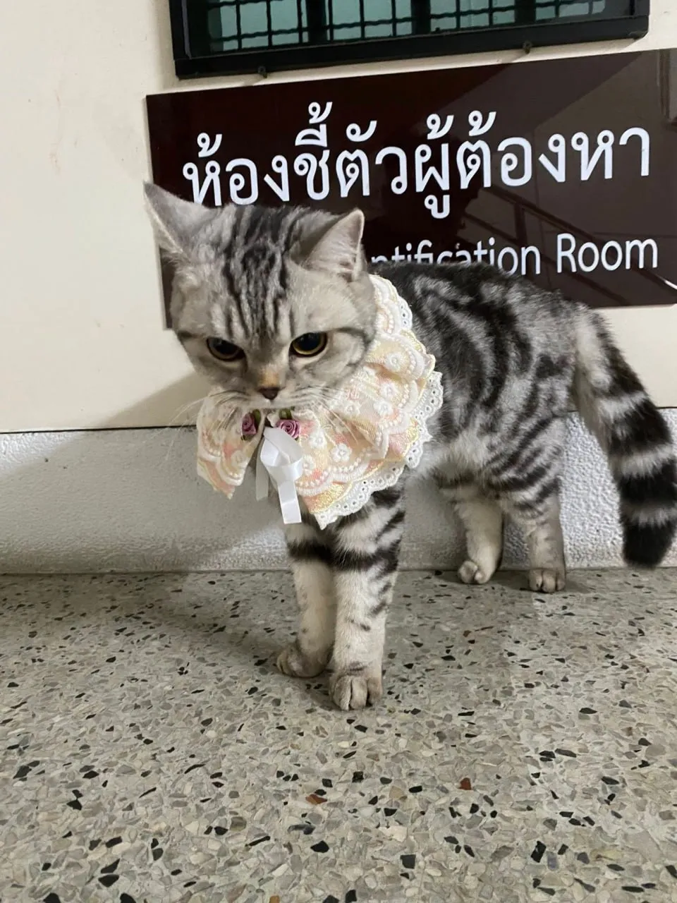 В Таиланде арестовали кошку, укусившую двух полицейских