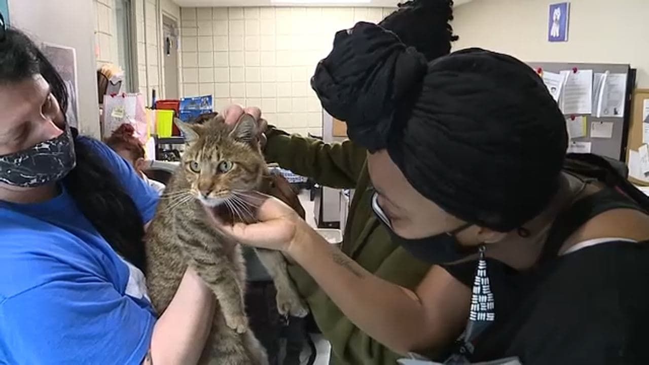 Принятая за рысь домашняя кошка спровоцировала эвакуацию школы