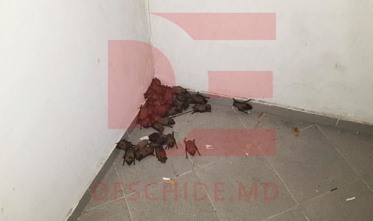 Жильцы столичной многоэтажки обеспокоены нашествием летучих мышей