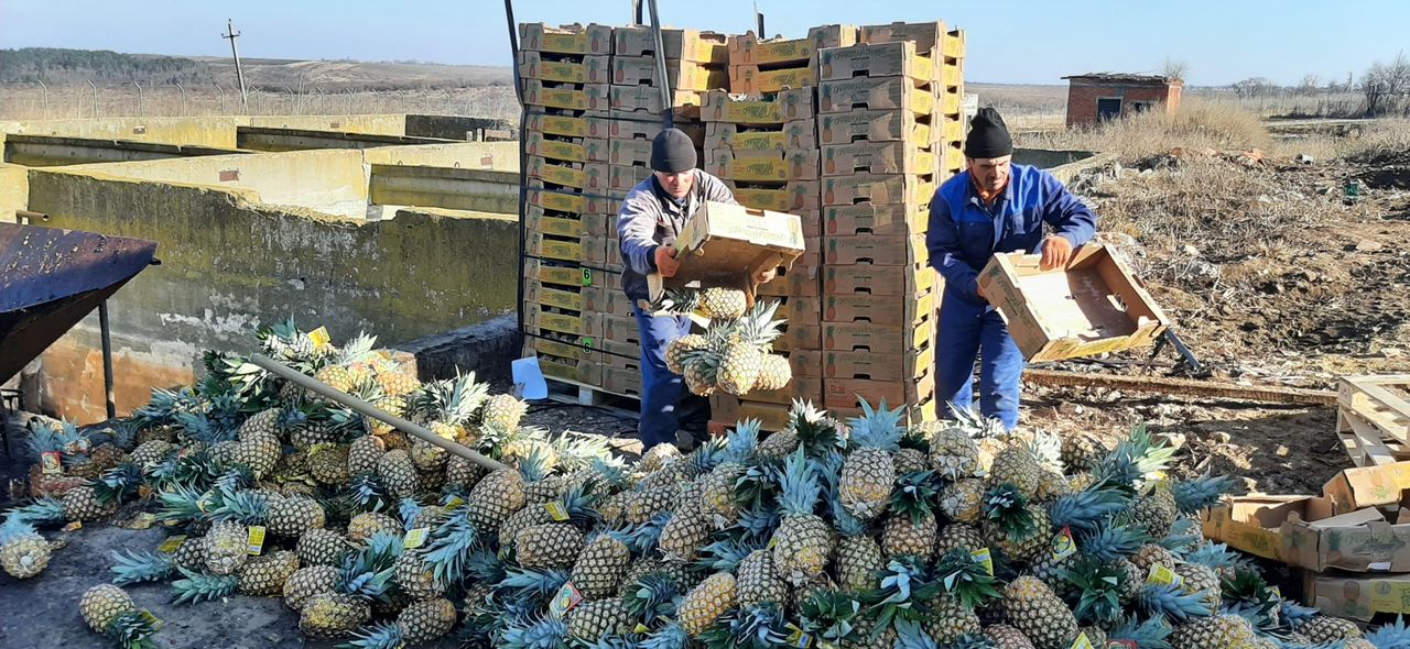 Почти три тонны ананасов в Молдове пришлось утилизировать из-за высокого уровня пестицидов