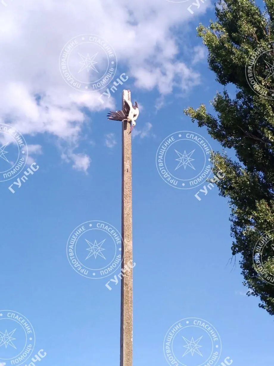 В Каменке спасатели помогли аисту, который запутался в проволоке
