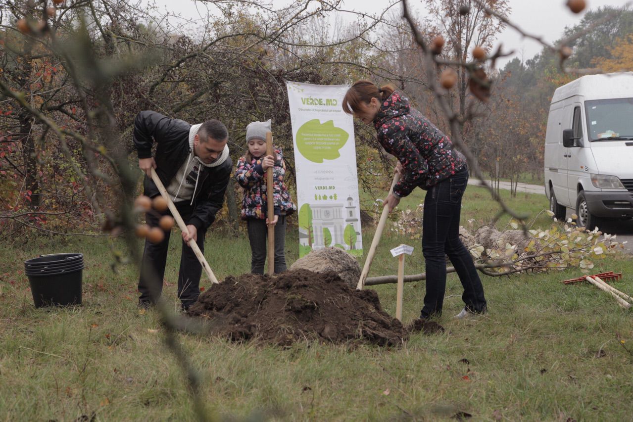 Verde.md проводит в столице первую посадку деревьев