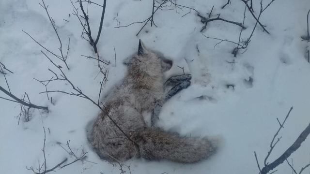 В лесу Дондюшанского района охотники освежевали лису и оставили висеть на дереве