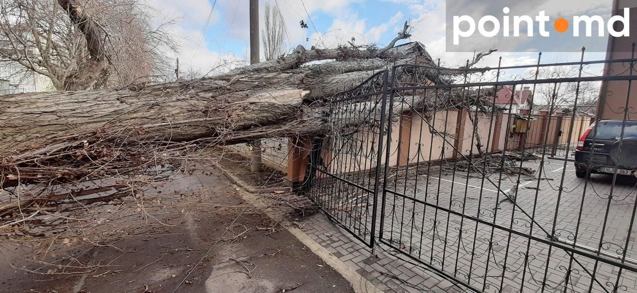 В столице сильный ветер повалил дерево на жилой дом