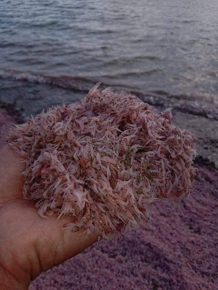 Тысячи креветок выбросило на пляж на Филиппинах