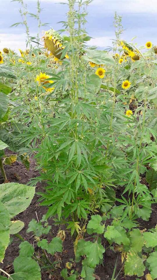 Cânepă depistată printre plantațiile de floarea- soarelui