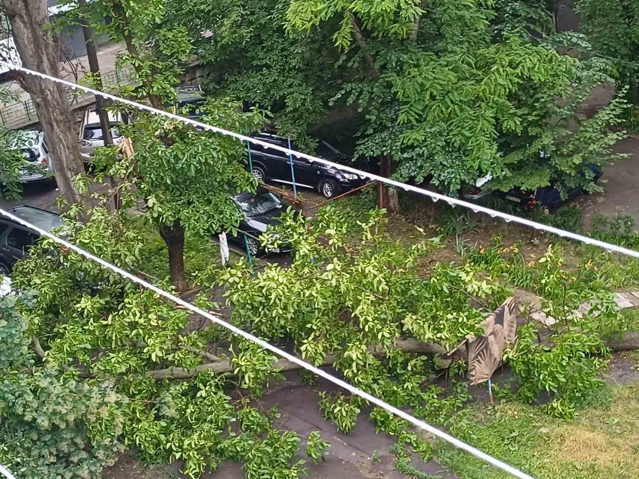 На Буюканах упавшие деревья повредили автомобили