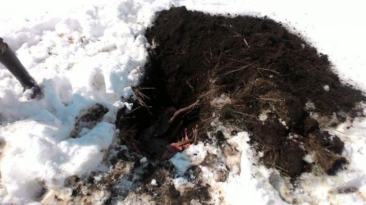 Un căprior, sfâşiat de un maidanez la Ştefan Vodă