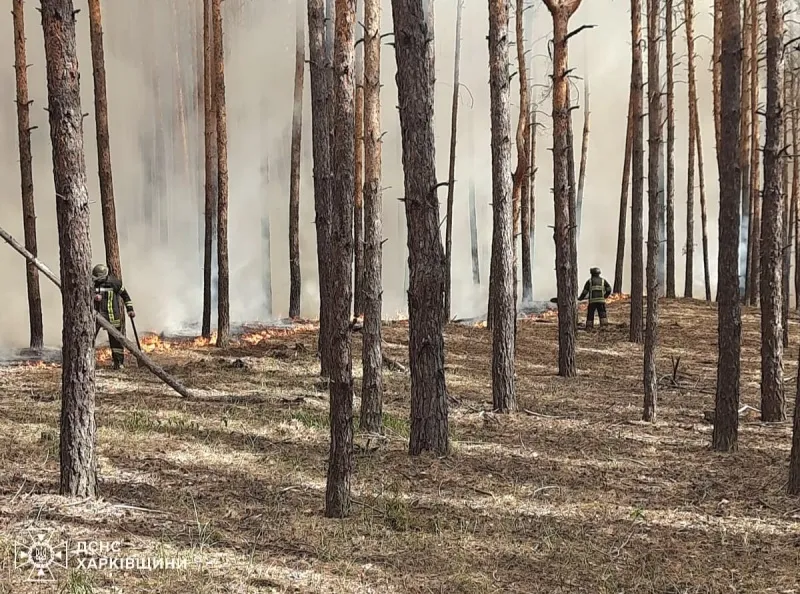 Из-за лесных пожаров в Харьковской области детонируют боеприпасы