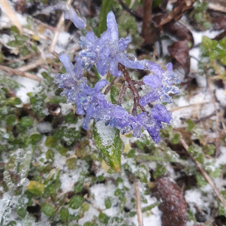 Florile primăverii, transformate în adevărate stane de gheață