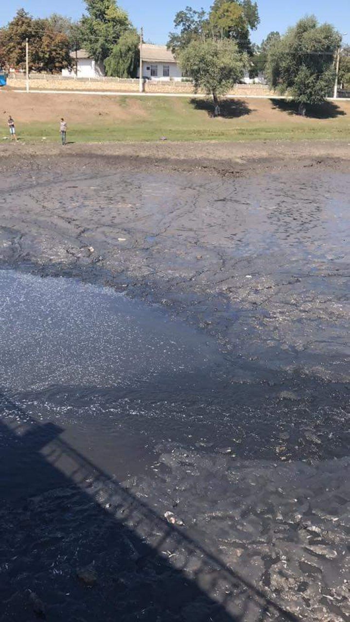 Dezastru ecologic la Căzăneşti. Situaţia alarmantă din râul Răut
