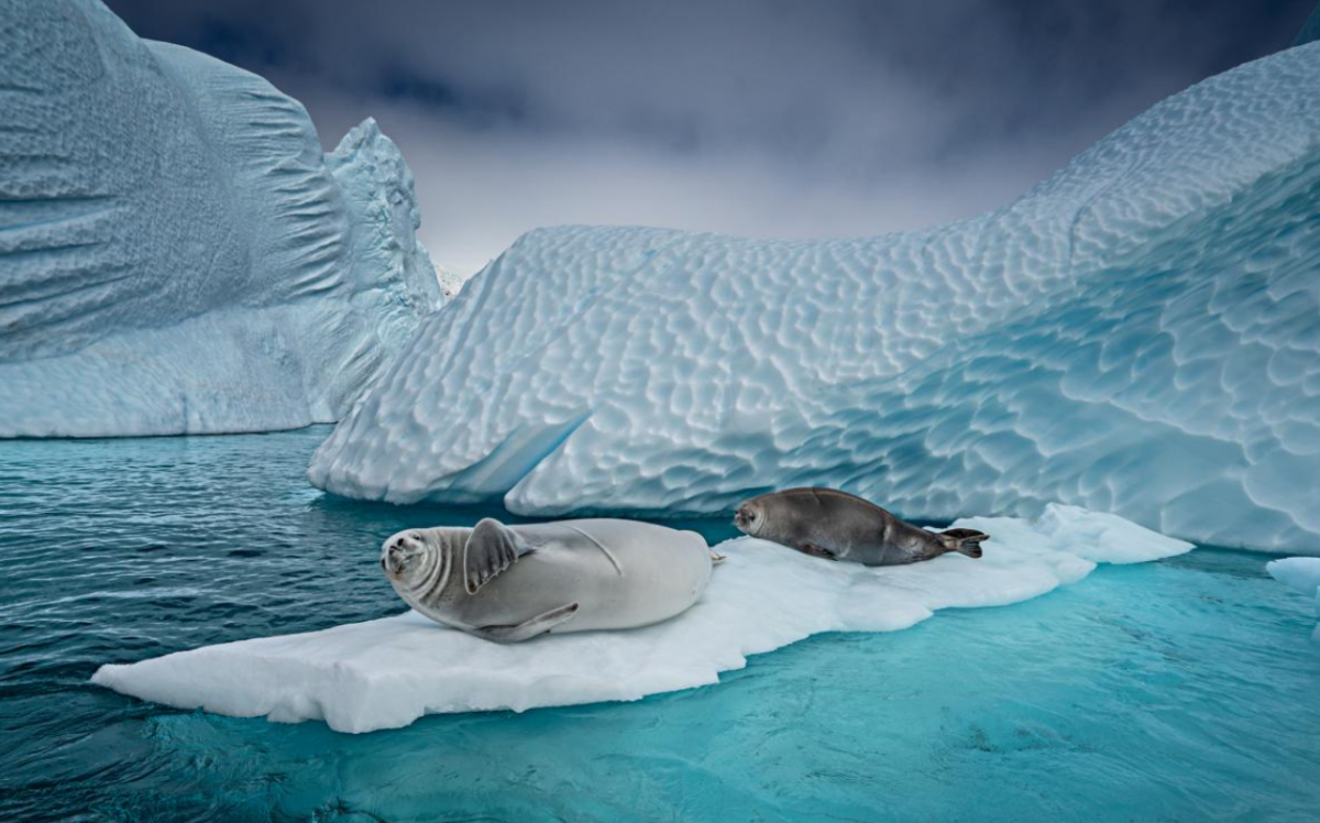 National Geographic обнародовал лучшие фотографии 2018 года