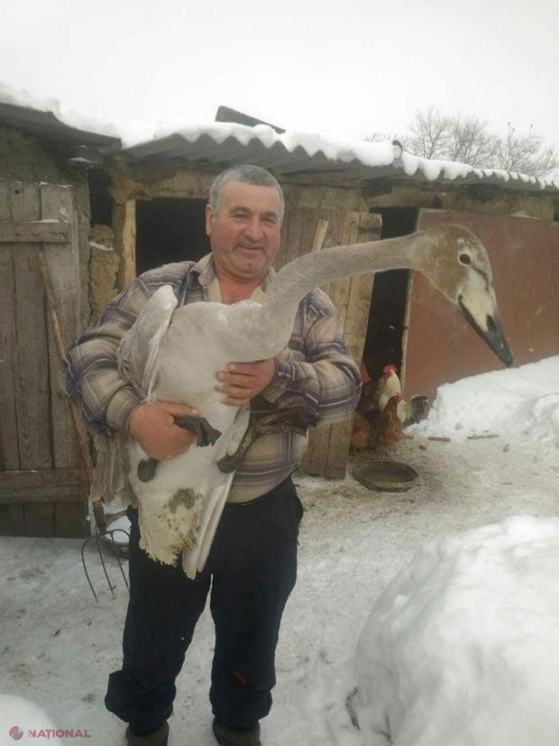 Un locuitor din Fălești a salvat un pui de lebădă