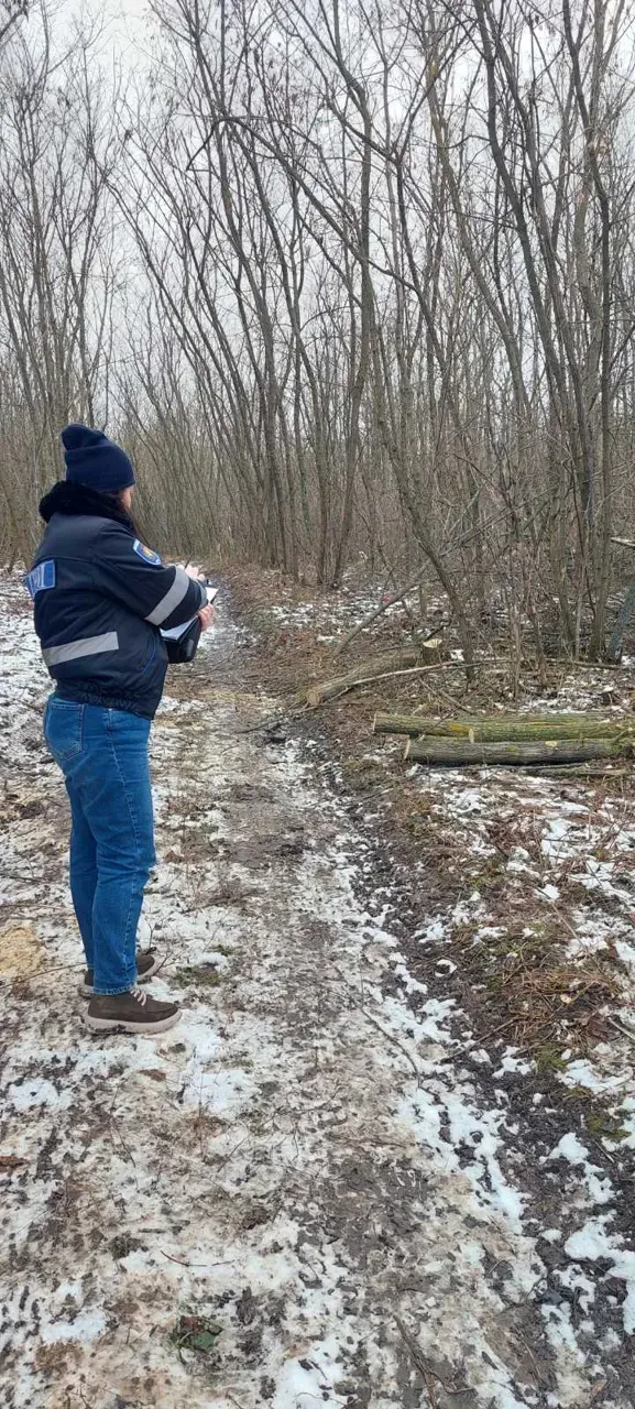 44 de arbori au fost tăiați ilegal în zona de frontieră