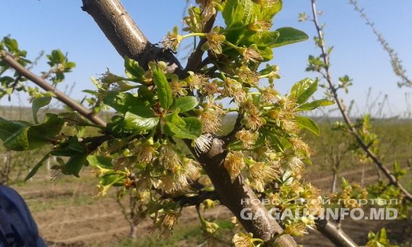Ущерб от снегопада в двух районах Гагаузии превысил 46 миллионов леев