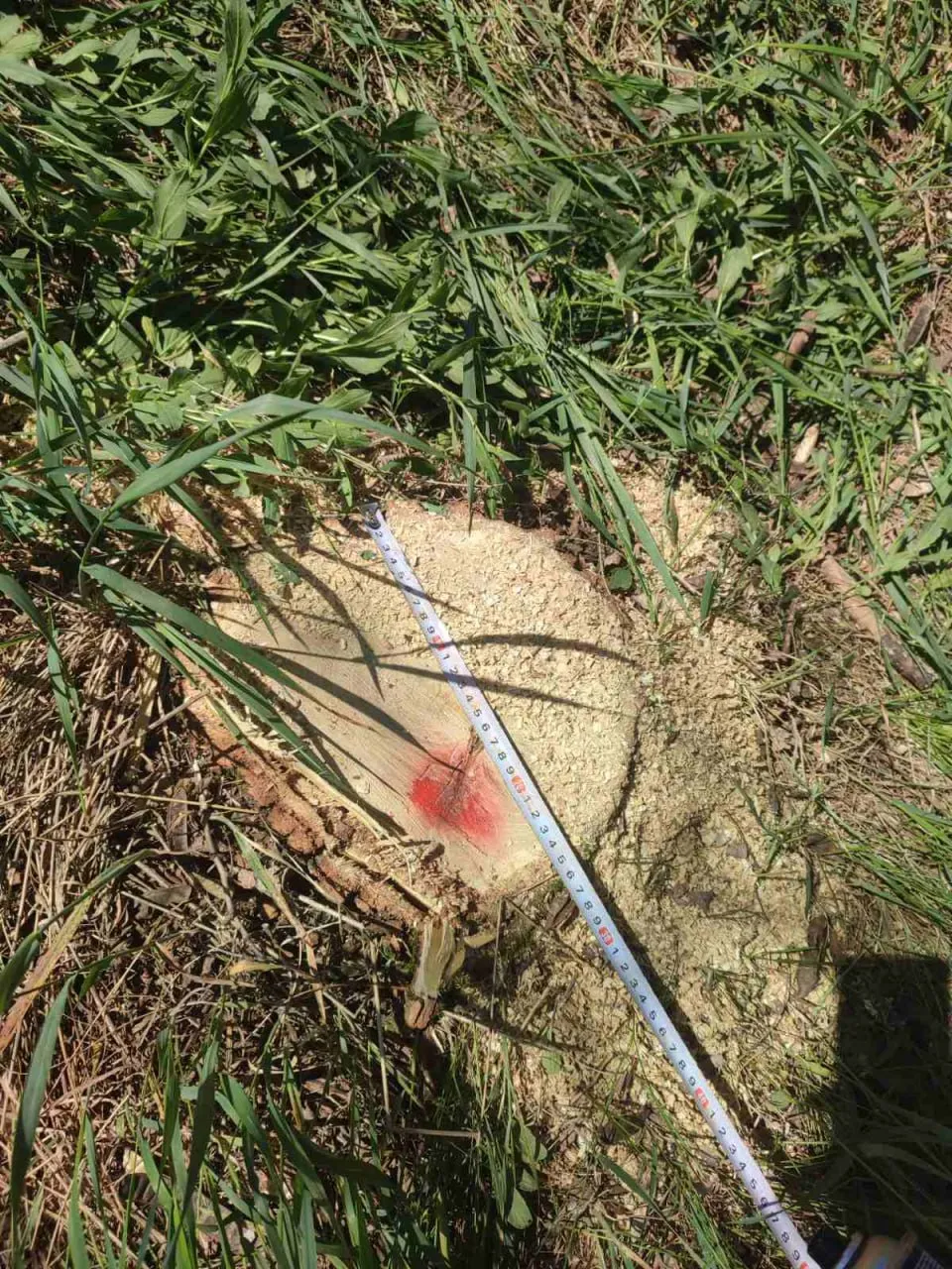 Tăieri ilegale de arbori, depistate într-o pădure din raionul Râșcani
