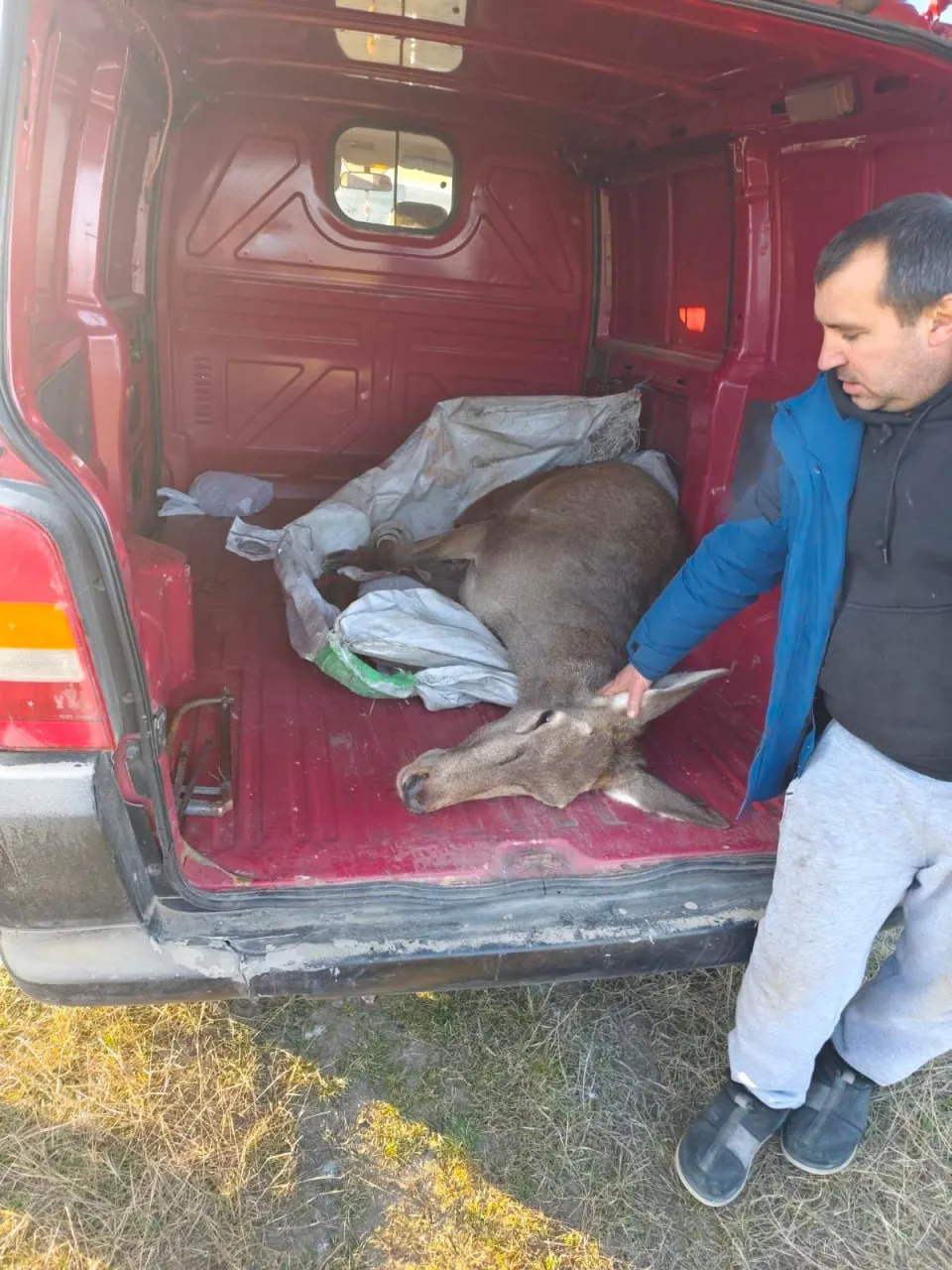 Inspectorii de mediu din raionul Ștefan Vodă au salvat o căprioară rănită
