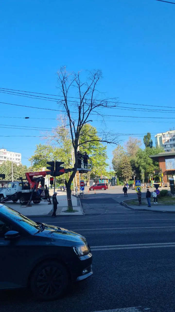 Arborii bolnavi din sectorul Botanica vor fi înlocuiți cu puieți sănătoși