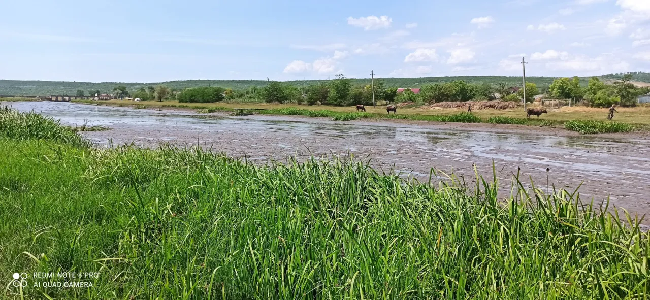 Гибелью рыбы в реке Реут займется прокуратура