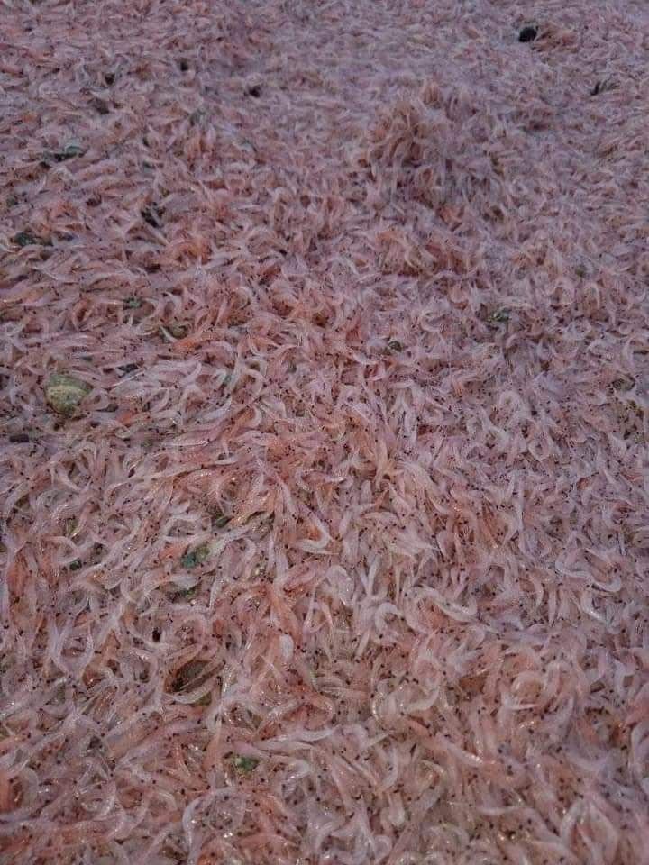 Тысячи креветок выбросило на пляж на Филиппинах