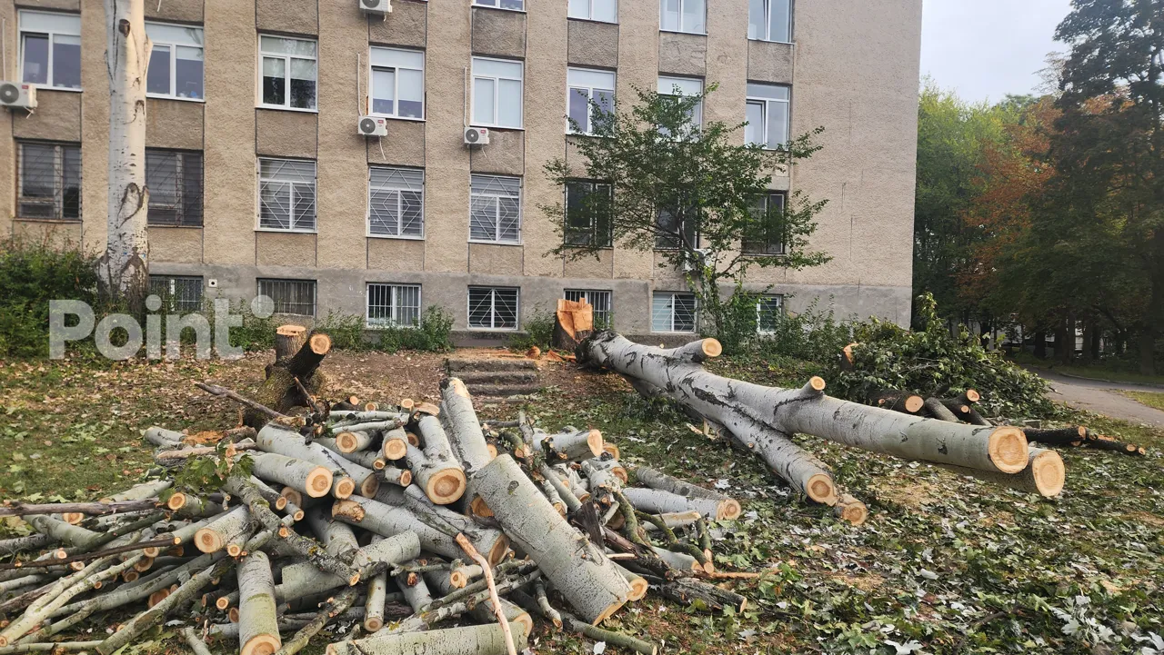 Жители Рышкановки заявили о вырубке 171 дерева из-за реконструкции школьного стадиона