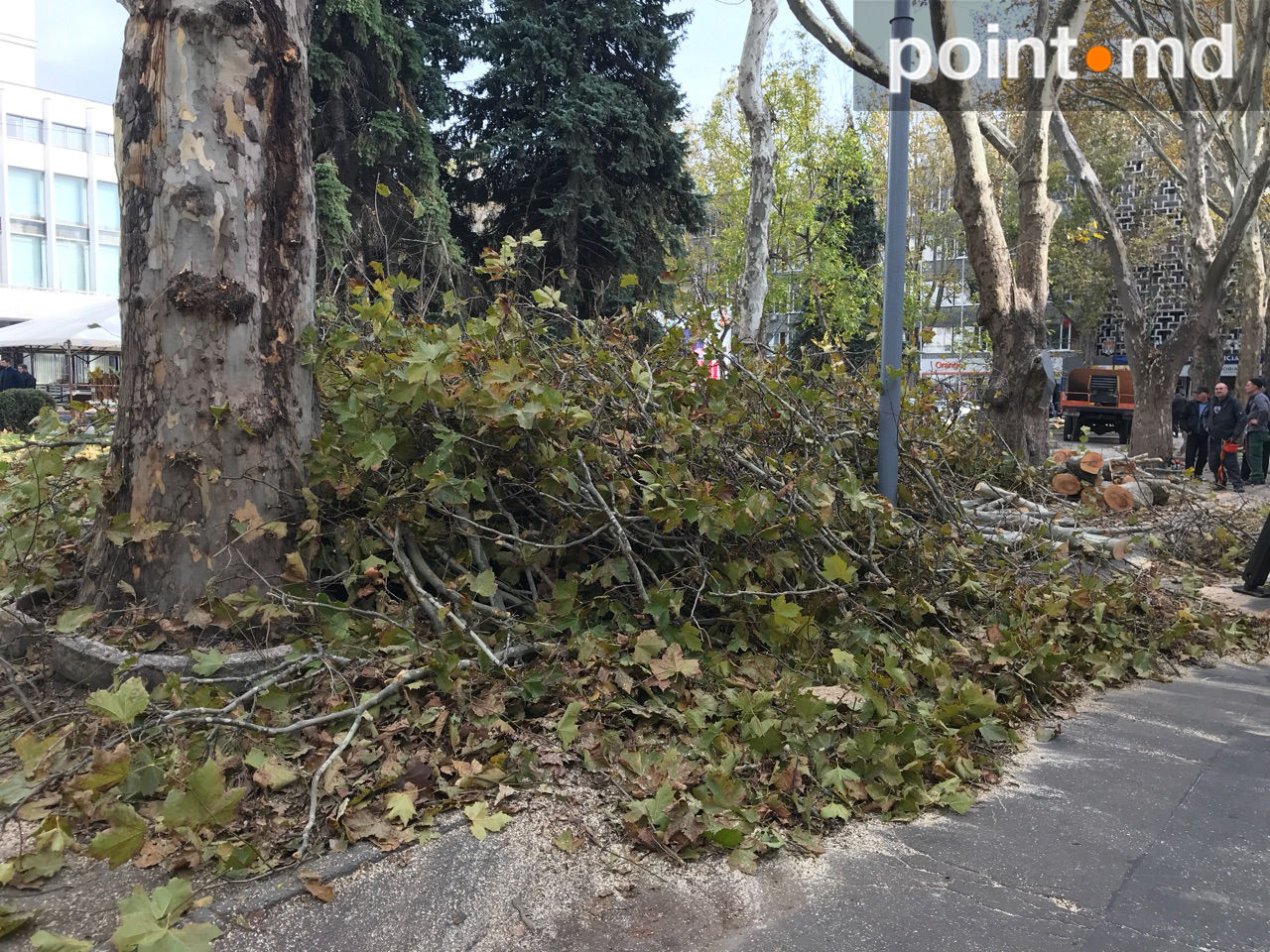 O porțiune a străzi 31 August, împânzită de crengi tăiate