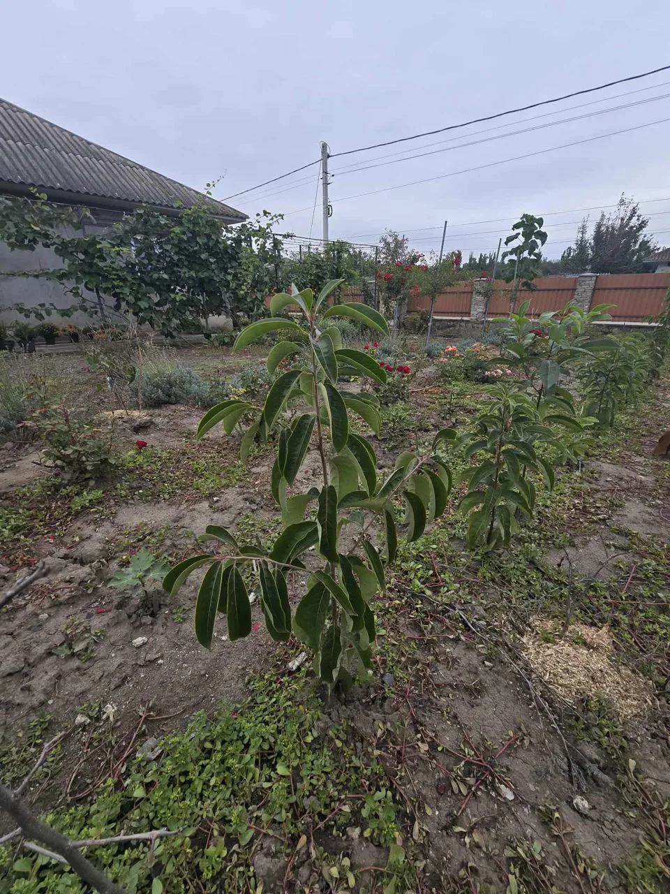 Un bărbat din Drochia a creat o grădină exotică cu fructe și plante rare