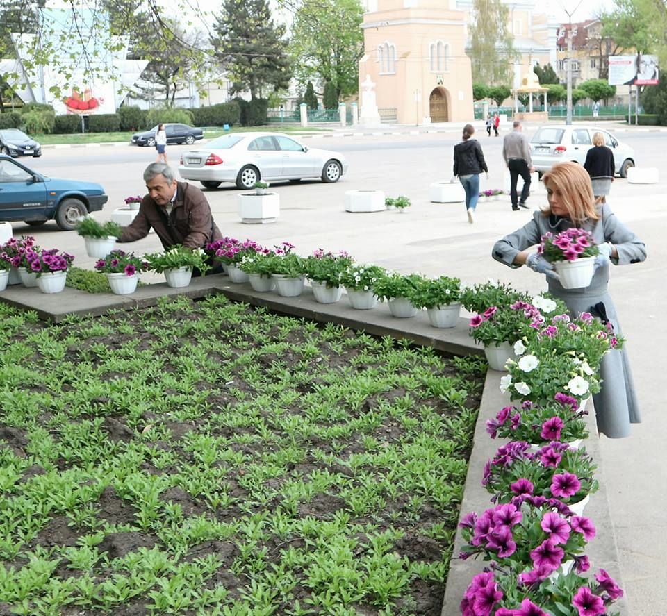 Перед примэрией Бельц появилось 300 горшков с цветами