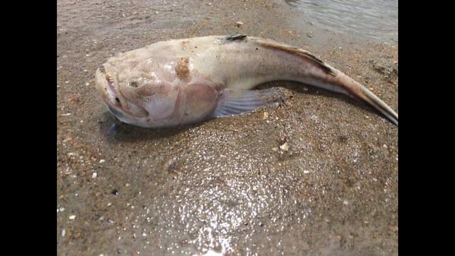 В водах пляжа Вирджинии появилась рыба ужасающего вида