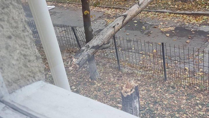 Во дворе столичного лицея рухнувшее дерево повалило столб