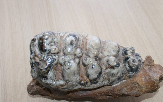 Un dinte de mastodont de peste 11 milioane de ani, descoperit la Verejeni