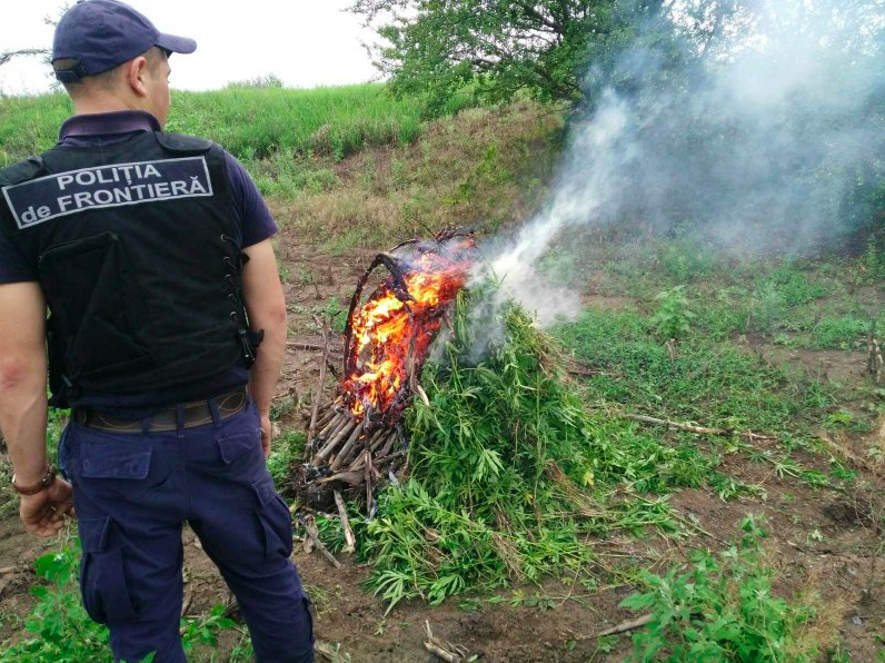 В приграничной зоне выявлены участки с коноплей: растения уничтожены
