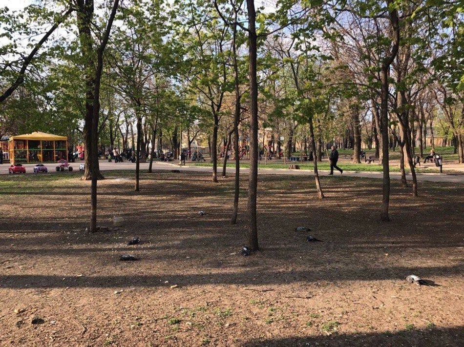 В одесских скверах массово травят голубей