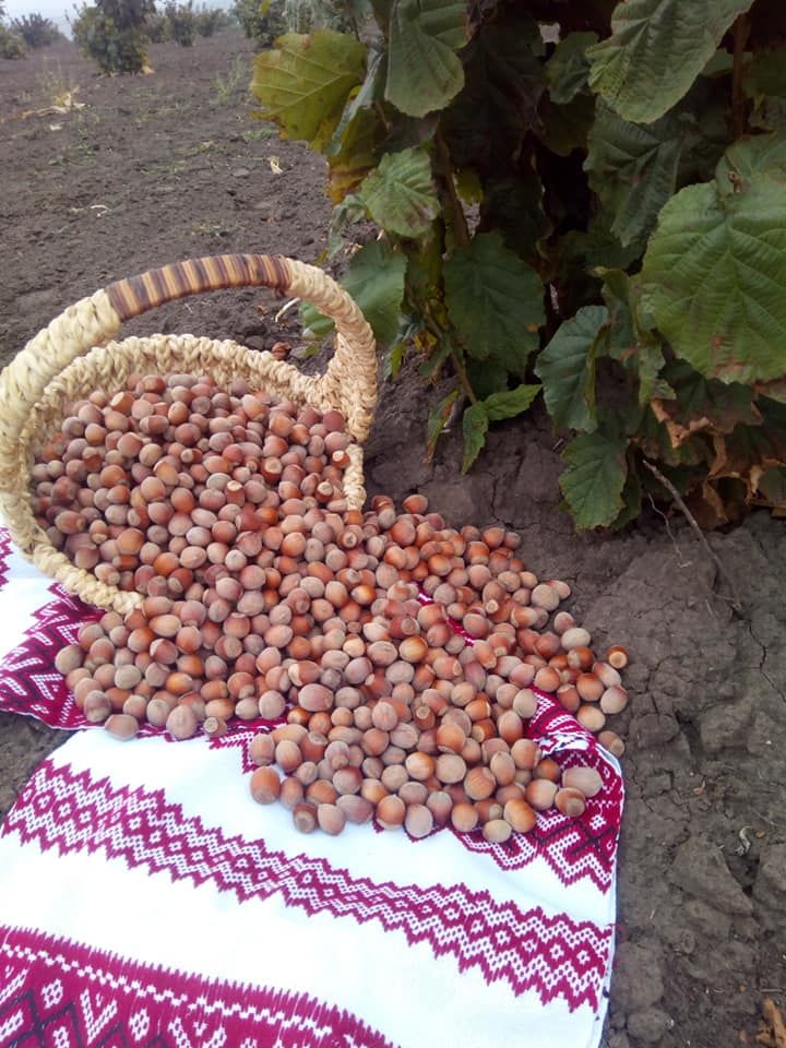 Ницореану: Первый производитель сертифицированного органического фундука в стране ®